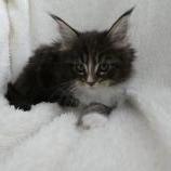 Maine coon kittens