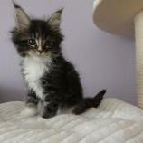 Maine coon kittens