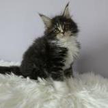 Maine coon kittens