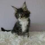 Maine coon kittens