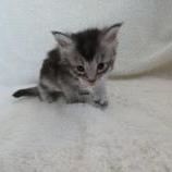 Maine coon kittens