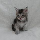 Maine coon kittens