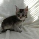 Maine coon kittens