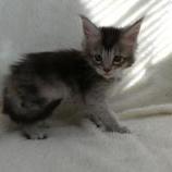 Maine coon kittens
