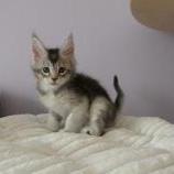 Maine coon kittens