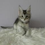 Maine coon kittens