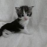 Maine coon kittens