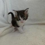 Maine coon kittens