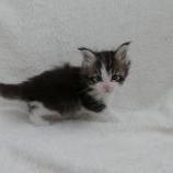 Maine coon kittens