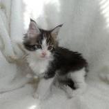 Maine coon kittens