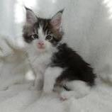 Maine coon kittens