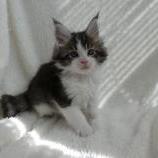 Maine coon kittens