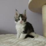 Maine coon kittens