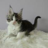 Maine coon kittens