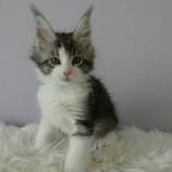 Maine coon kittens