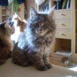 Maine coon kittens