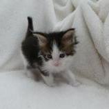 Maine coon kittens