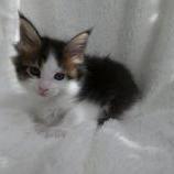 Maine coon kittens