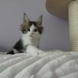Maine coon kittens