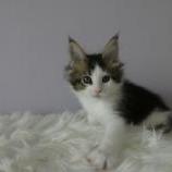 Maine coon kittens
