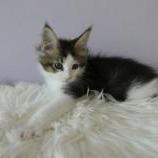 Maine coon kittens