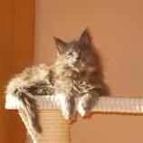 Maine coon kittens