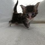 Maine coon kittens