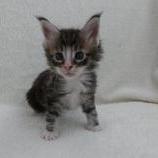 Maine coon kittens