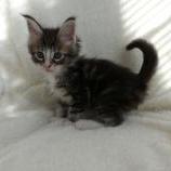 Maine coon kittens