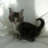 Maine coon kittens