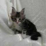 Maine coon kittens