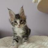 Maine coon kittens