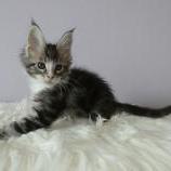 Maine coon kittens