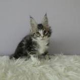 Maine coon kittens