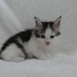 Maine coon kittens