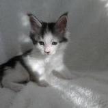 Maine coon kittens