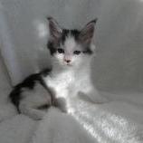 Maine coon kittens