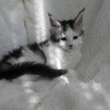 Maine coon kittens