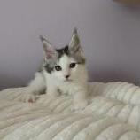 Maine coon kittens