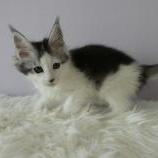 Maine coon kittens