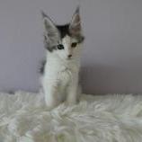 Maine coon kittens