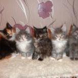 Maine coon kittens
