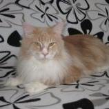 Maine Coon male
