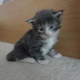 Maine coon kittens
