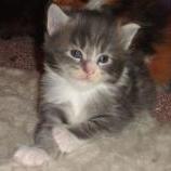 Maine coon kittens