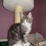 Maine coon kittens