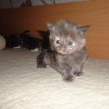Maine coon kittens