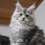 Maine Coon male
