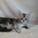 Maine coon kittens