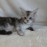 Maine coon kittens